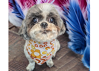3 Best Pet Grooming in North Las Vegas, NV - Expert Recommendations