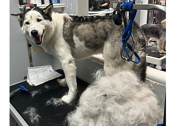  Dog Grooming North Las Vegas  The ultimate guide 