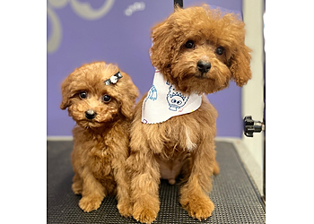 Paterson Pet Grooming Clips N' Snips