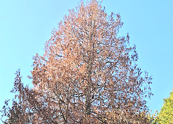 Kent Tree Services Cloudy Sky Tree Service