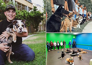 Waterbury Dog Training Coaching 4 Paws