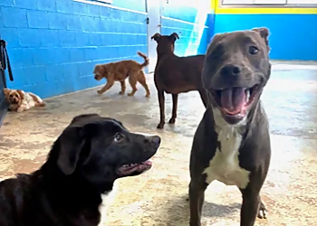 Coaching 4 paws - Waterbury, CT Dog Training - Relaxation Moments