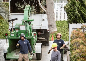 3 Best Tree Services In San Diego, CA - Expert Recommendations