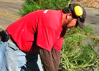 Berkeley Tree Services Coastal Tree Service, LLC