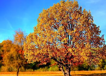 Berkeley Tree Services Coastal Tree Service, LLC