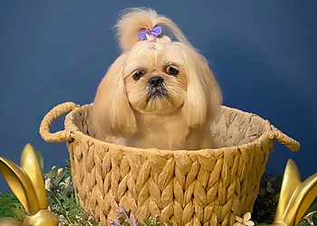 McAllen Pet Grooming Coco's Dog Salon & Grooming