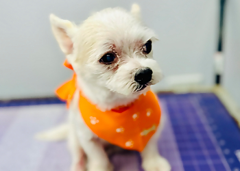 Miramar Pet Grooming Coco's Mobile Pet Grooming