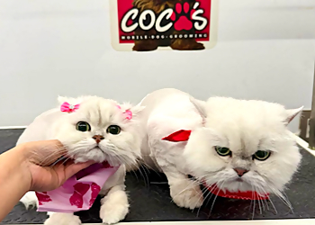 Miramar Pet Grooming Coco's Mobile Pet Grooming