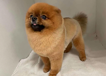 El Monte Pet Grooming Cody & Miley Pet Grooming