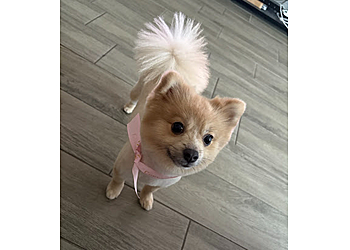 El Monte Pet Grooming Cody & Miley Pet Grooming