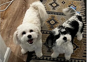 El Paso Dog Walkers Collar Club of El Paso