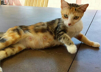 Garden Grove Pet Grooming Collar and Leash Pet Shop