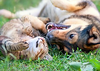 Norfolk Dog Walkers Colonial Critters Pet Sitting & Dog Walking