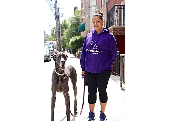 Jersey City dog walker Colorfuldogs