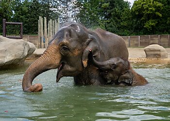 Columbus Places To See Columbus Zoo and Aquarium