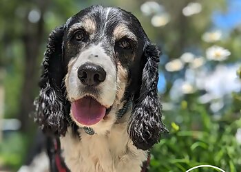 St Paul Dog Walkers Come, Sit, Stay Dog Walking and Pet Sitting