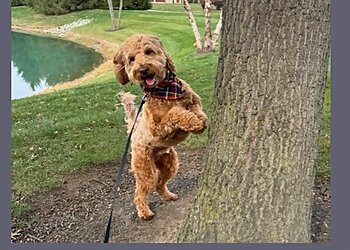 Indianapolis Dog Walkers Comfort Zone Sitters, LLC