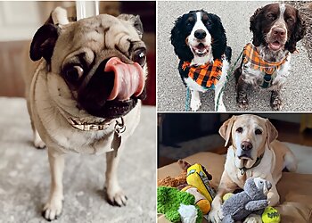 Indianapolis Dog Walkers Comfort Zone Sitters, LLC