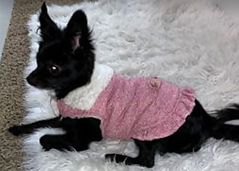 Community Pet Hospital - Thornton, CO Veterinary Clinics - Medical Procedure Image
