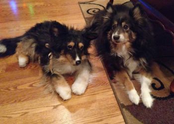 Community Pet Hospital - Thornton, CO Veterinary Clinics - Service Highlights