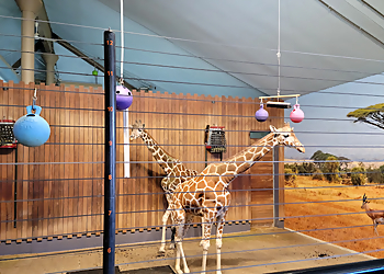 St Paul Places To See Como Park Zoo & Conservatory