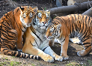 St Paul Places To See Como Park Zoo & Conservatory