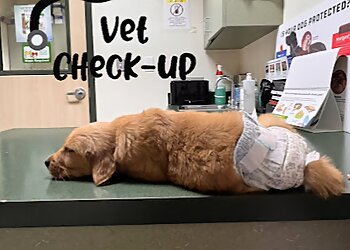 Brownsville Veterinary Clinics Companion Animal Hospital