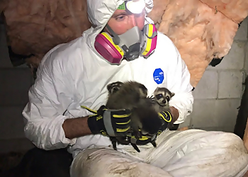 Chattanooga Animal Removal Complete Animal Removal