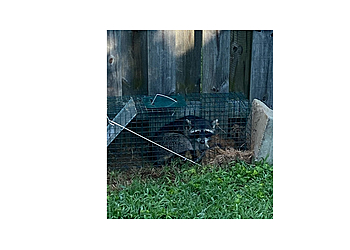 Louisville Animal Removal Complete Animal Removal