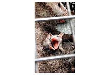 Louisville Animal Removal Complete Animal Removal