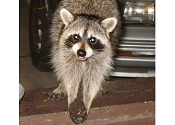 3 Best Animal Removal in Nashville, TN - ThreeBestRated