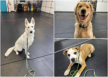 Wichita Dog Training Complete K9