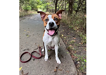 Complete K9 Wichita Dog Training Complete K9