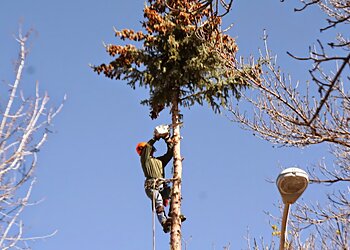 Colorado Springs Tree Services Complete Tree Service
