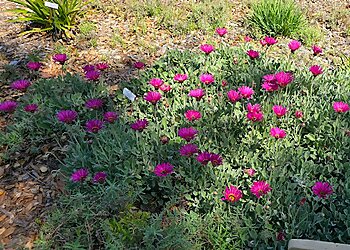 Thousand Oaks Places To See Conejo Valley Botanic Garden