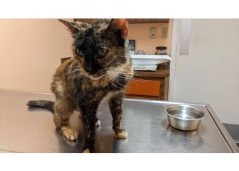 ConnechusettAnimalHospital Clearwater FL