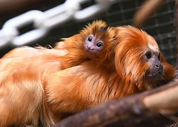 Bridgeport Places To See Connecticut’s Beardsley Zoo