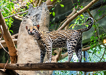 Bridgeport Places To See Connecticut’s Beardsley Zoo