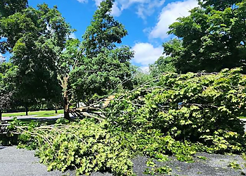 Santa Clara Tree Services Corona Tree Service of Santa Clara