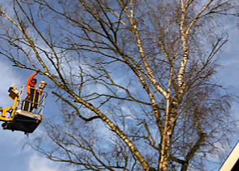 Santa Clara Tree Services Corona Tree Service of Santa Clara