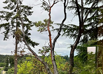Corona Tree Service of Santa Clara Santa Clara Tree Services image 1