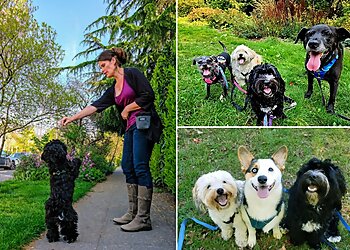 Seattle Dog Walkers Cosmic Home & Pet