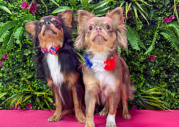 Simi Valley Pet Grooming Cosmopawlitan