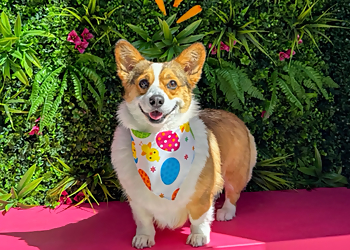 Simi Valley Pet Grooming Cosmopawlitan