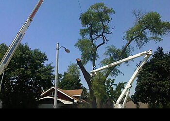 Chicago Tree Services County Tree Service, INC.