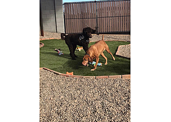 Surprise Dog Walkers Cozy Noses