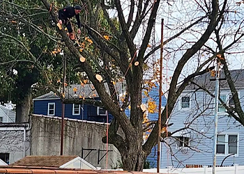 Jersey City Tree Services Creative tree service