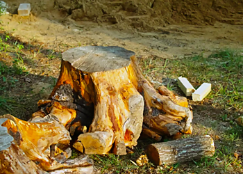 Jersey City Tree Services Creative tree service