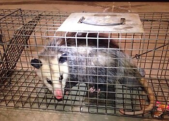 San Jose Animal Removal Creature Catchers