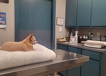 Arlington Veterinary Clinics Creature Comfort Animal Clinic